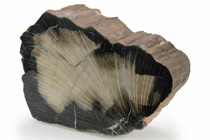 Polished Petrified Oak Wood (Quercus) End-Cut - Texas #248724